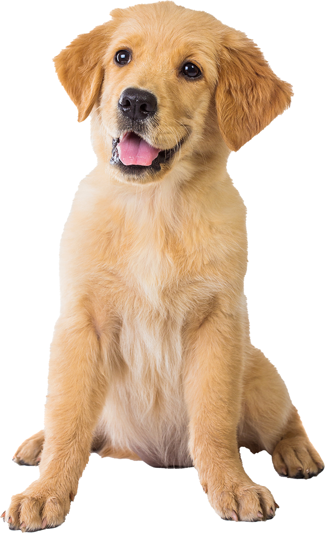 Golden Retriever Dog