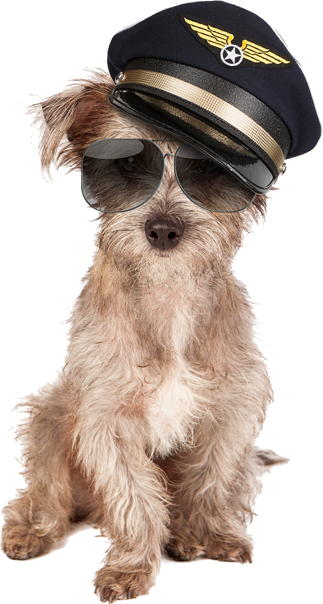 Pilot Dog
