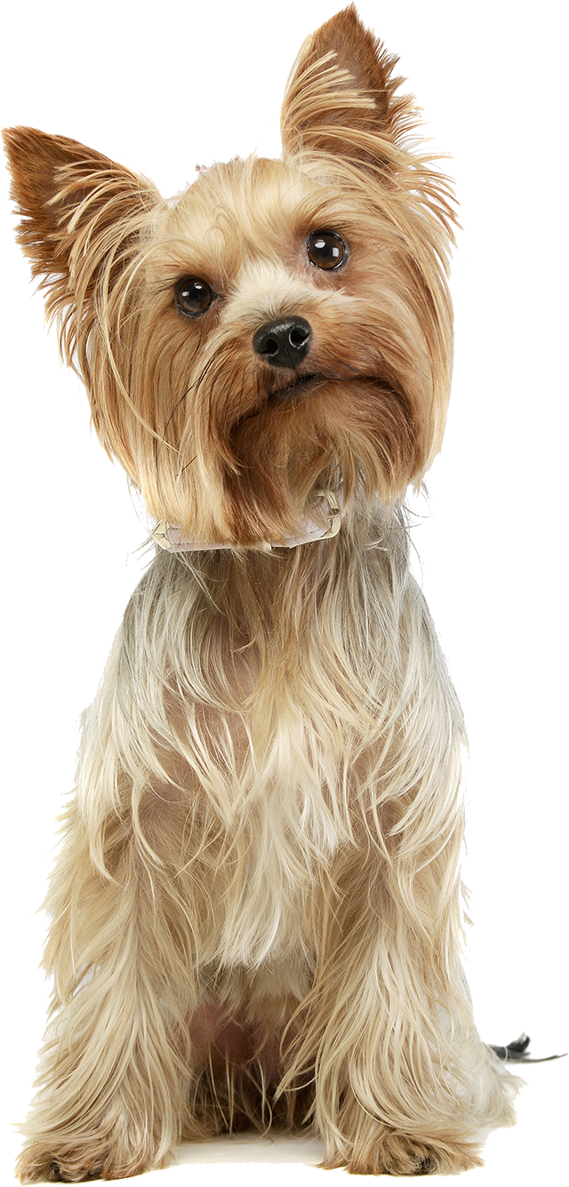 Yorkshire Dog