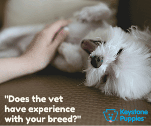 Choose-vet-Keystone-Puppies-Bichon-Frise