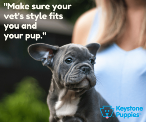 Choose-vet-Keystone-Puppies-French-Bulldog