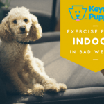 Exercise Indoors Poodle Keystone Puppies Pennsylvania