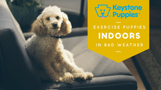 Exercise Indoors Poodle Keystone Puppies Pennsylvania