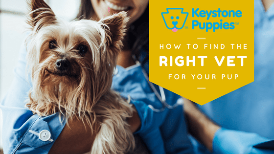 Keystone Puppies Yorkshire Puppy Vet Blog