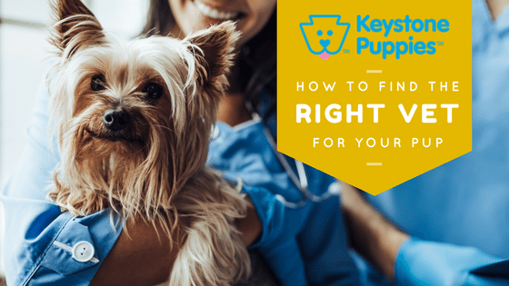 Keystone Puppies Yorkshire Puppy Vet Blog 