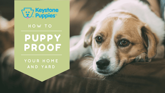 Puppy proofing beagle keystone puppies