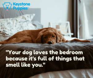 Puppy-proofing-retriever-keystone-puppies