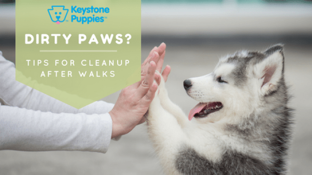 Muddy Paws: Tips for Paw Care After Walks