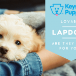 Bichon-Frise-Lovable-Lapdog-Keystone-Puppies