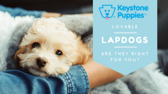 Lovable Lapdogs: Are They Right for You?