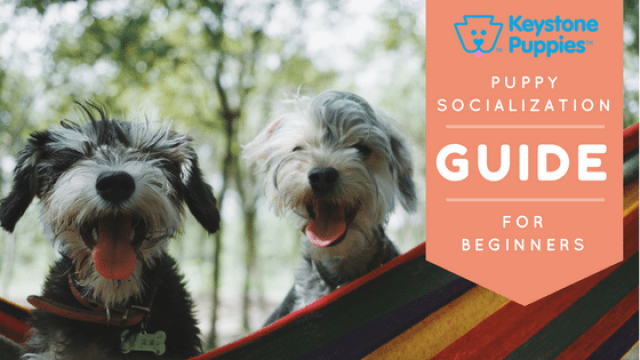 Puppy Socialization: A Beginner’s Guide