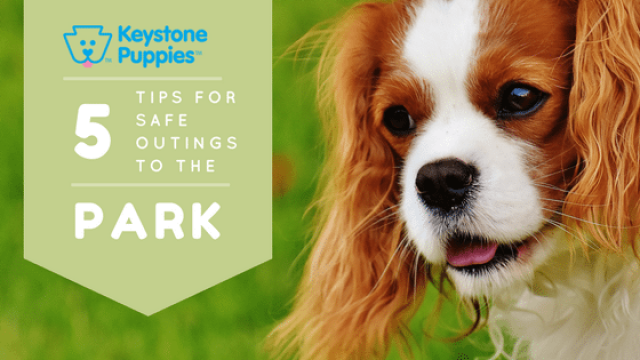 5 Tips for Safe Park Outings with Your Dog