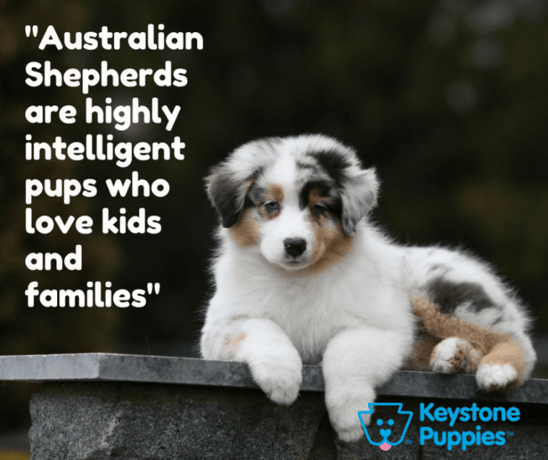 Surprise! These Breeds Make Great Watchdogs. Keystone Puppies
