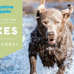 Lake-Rivers-Blog-Chesapeake-Bay-Retreiver-Pennsylvania-PA-Puppies-for-Sale