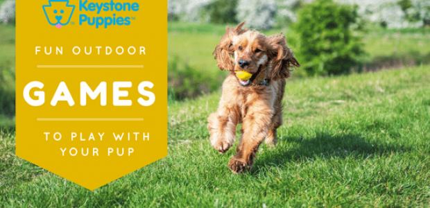 Outdoor Games You can Play With Your Puppy