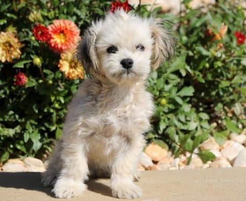Tootie-Havapoo-Designer-Breed-Dog-Havanese-Poodle-ACHC-IDCR-ICA