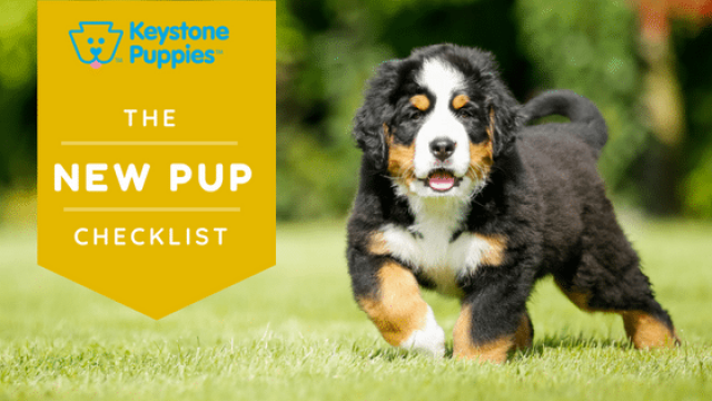 8 Things You Need for Your New Puppy