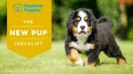 Bernese Mountain Dog New Puppy Checklist Puppies For Sale Pennsylania