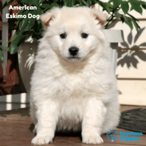 American-Eskimo-Dog-healthy-responsibly-bred-Pennsylvania