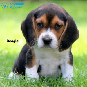 beagle-keystone-puppies-puppies-for-sale-pennsylvania