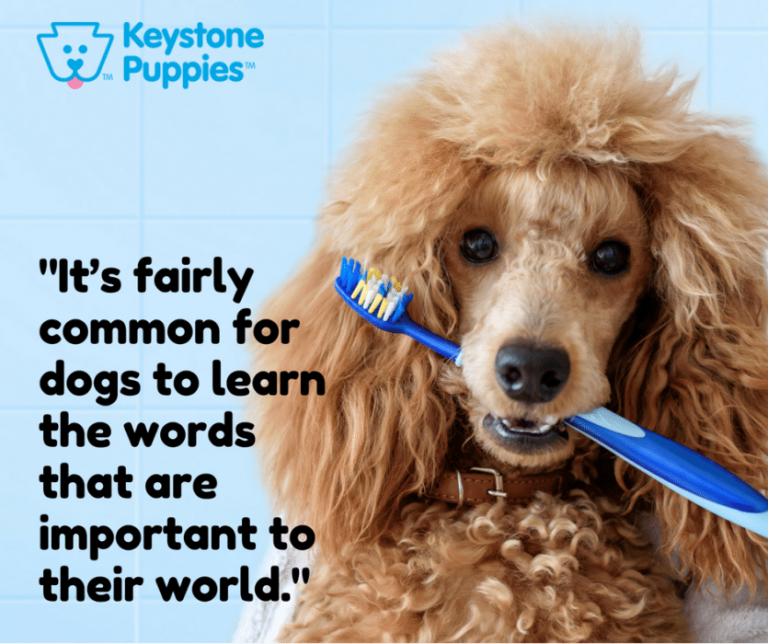 How Much Language do Dogs Actually Understand? Keystone Puppies