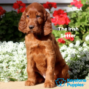 irish-setter-healthy-responsibly-bred-Pennsylvania