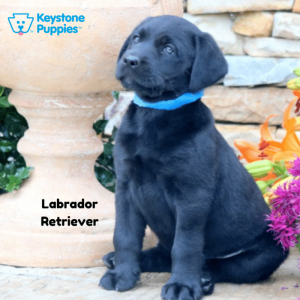 labrador-retriever-healthy-responsibly-bred-Pennsylvania