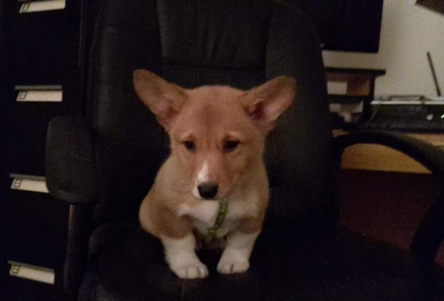 Looked Weeks For A Puppy