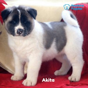 Akita-Dog-healthy-responsibly-bred-Pennsylvania