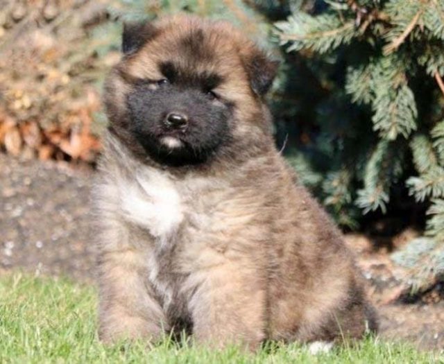 akita and boxer mix