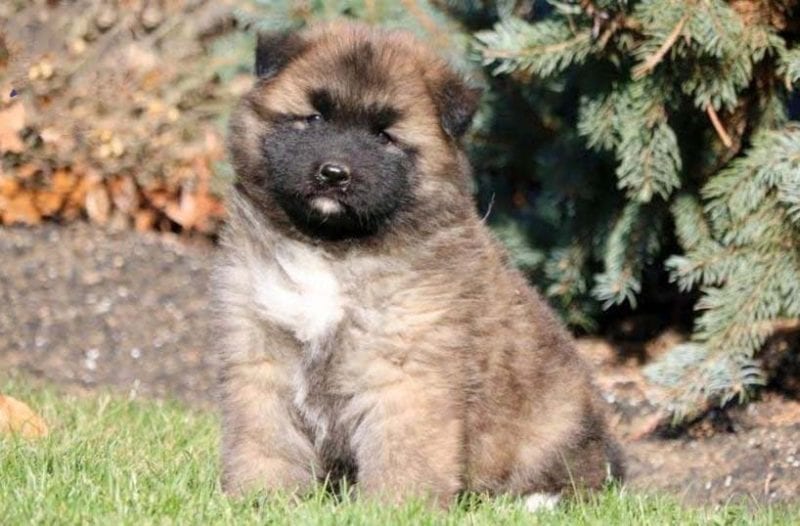 Akita Mix Puppies For Sale | Puppy 