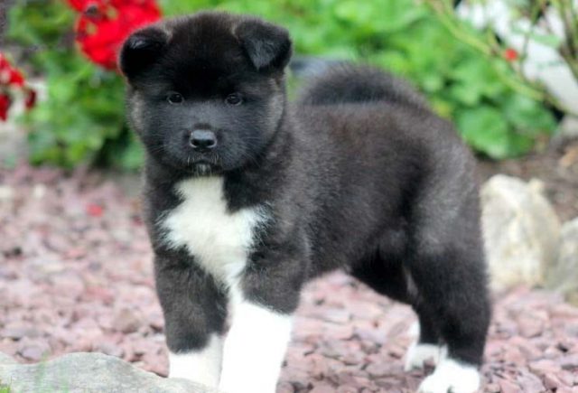 Akita puppies for sale