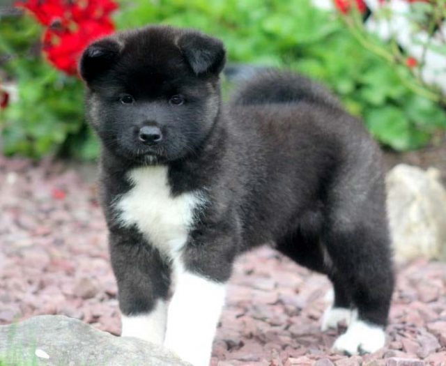 99+ Black Chow Chow Mixed With Husky