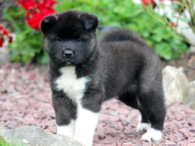 american akita breeder