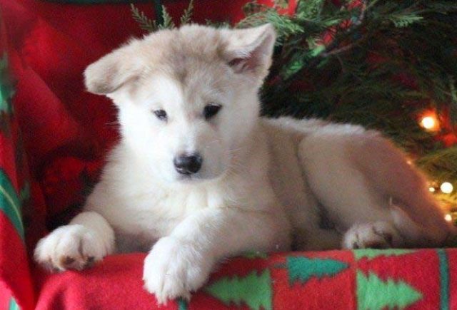 Alaskan Malamute puppies for sale