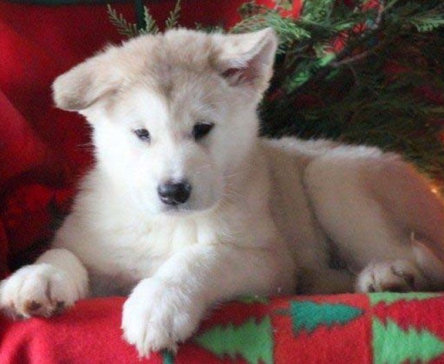 Alaskan Malamute puppies for sale