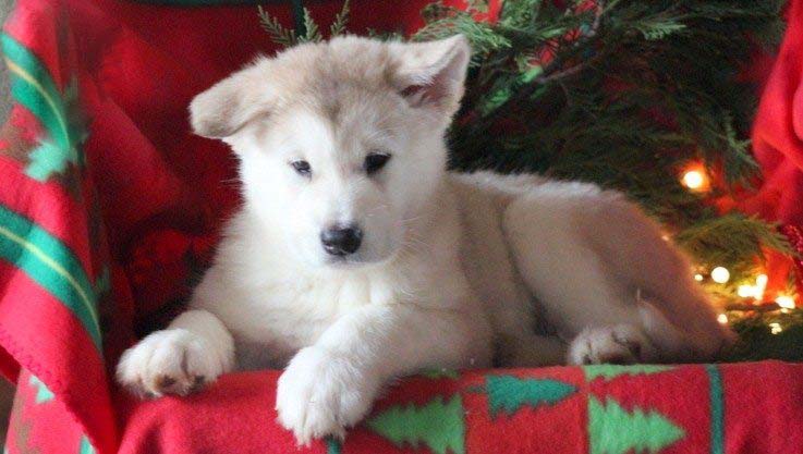 baby malamute for sale