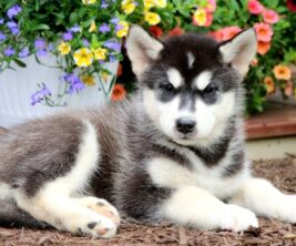 Alaskan Malamute Mix