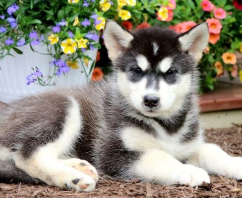 Golden retriever malamute mix puppies hot sale for sale