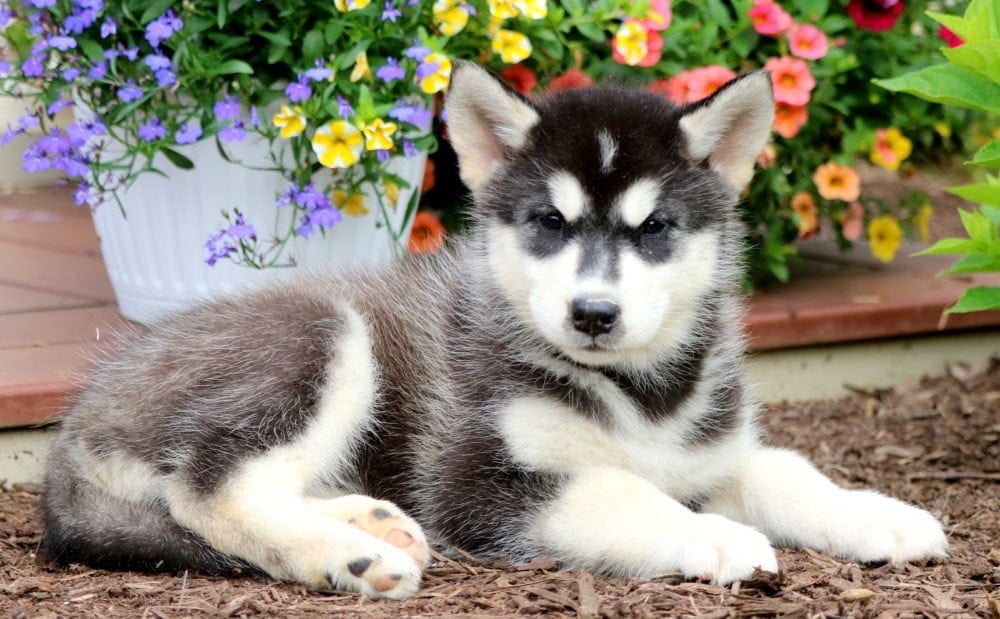 Cute Alaskan Malamute Siberian Husky Mix Puppies