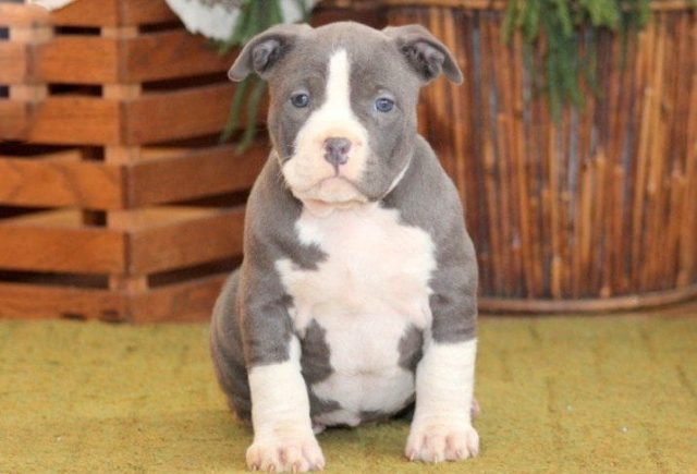 American-Bully.jpg