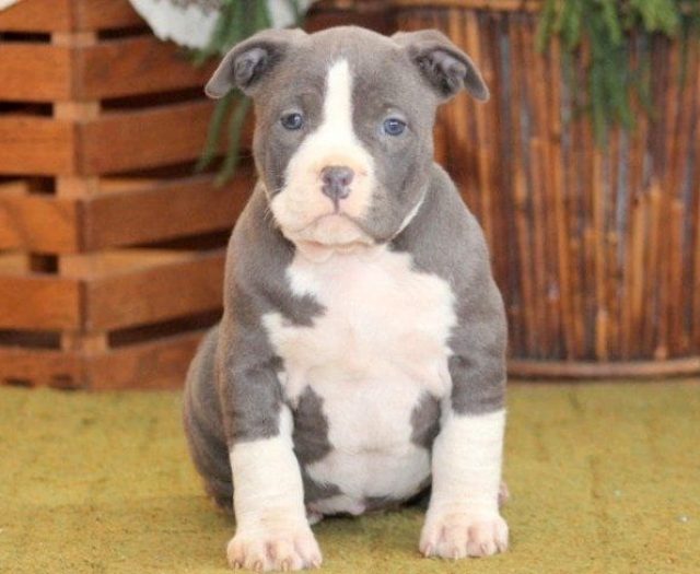  American Bully