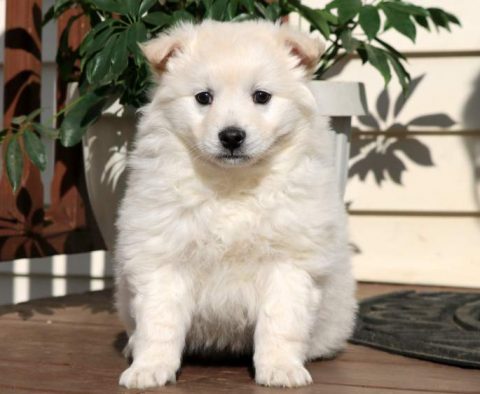 American Eskimo