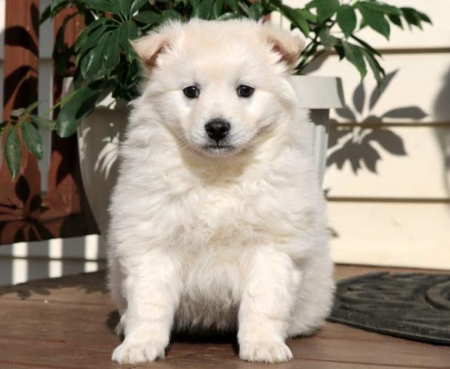  American Eskimo