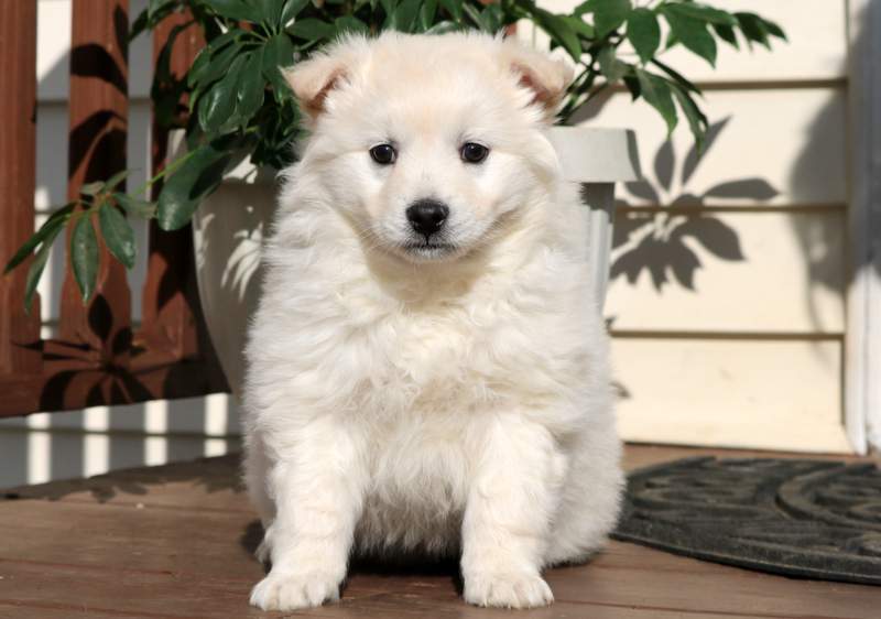 american eskimo dog golden retriever mix