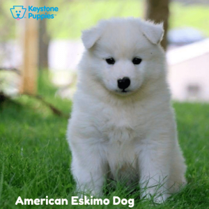 American-Eskimo-Dog-healthy-responsibly-bred-Pennsylvania