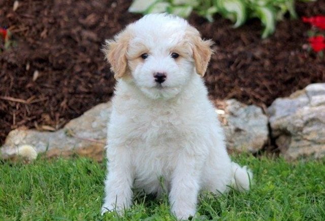 american eskimo dog golden retriever mix