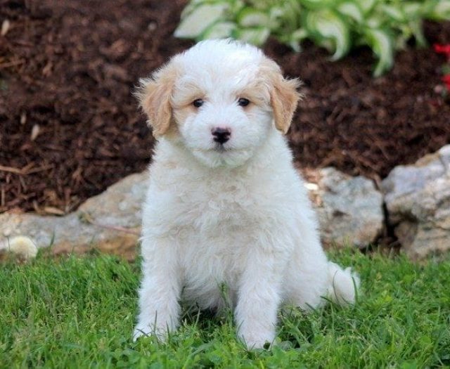  American Eskimo Mix