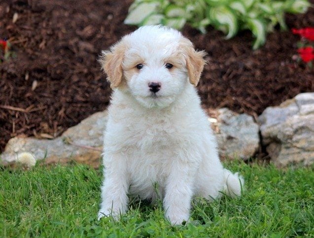 american eskimo poodle