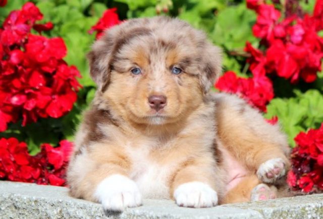 australian shepherd puppies for sale